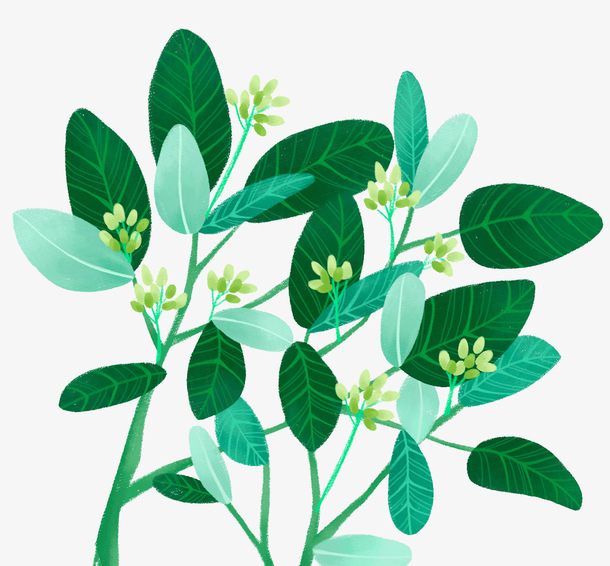 绿色手绘的植物叶子
