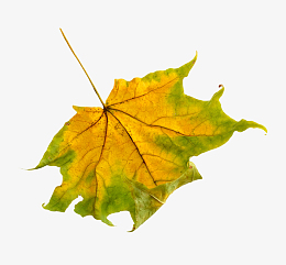 卡通手绘绿色的树叶