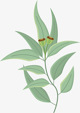 卡通桉树叶pngpng花朵矢量卡通桉树叶epspngpng桉树叶免扣元素pngpng