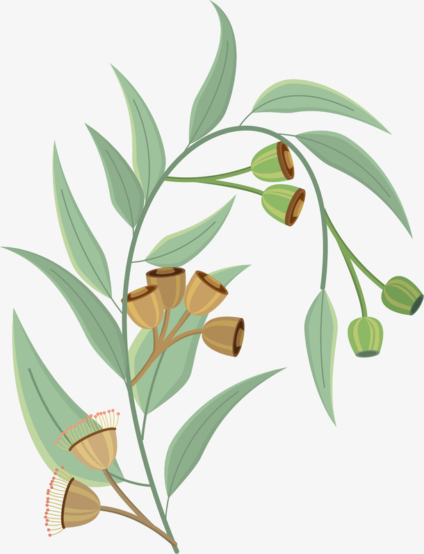 下垂的矢量卡通桉树叶