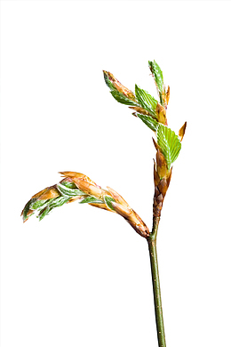 植物新芽