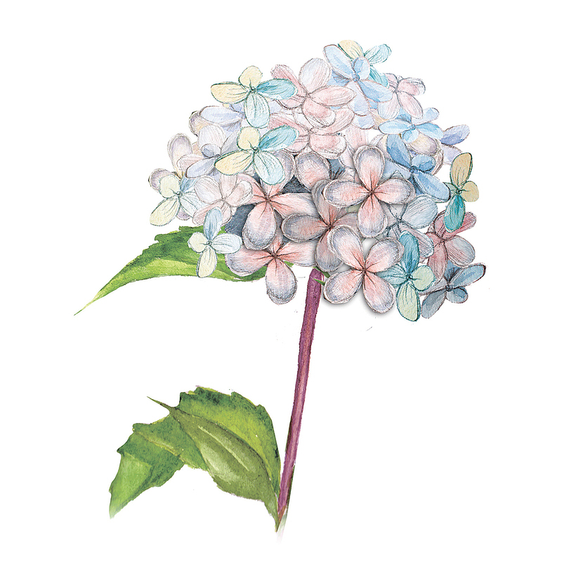 彩色花朵