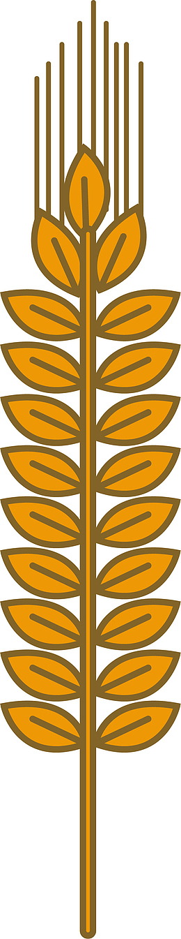 手绘青稞植物矢量图