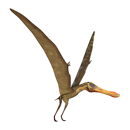 会飞翔的古魔翼龙灭绝生物实物