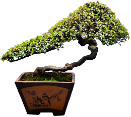 古榕树盆栽景观