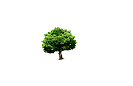 伞形树冠的小树