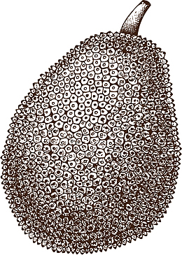 菠萝蜜水果素描画