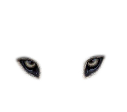 直视透亮双眸眼神狼眼