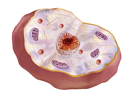 彩色细胞核结构
