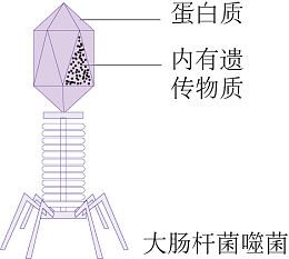大肠杆菌噬菌体