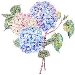 水彩绣球花免抠PNG