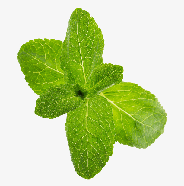 新鲜薄荷免抠素材免费下载_觅元素51yuansu.com