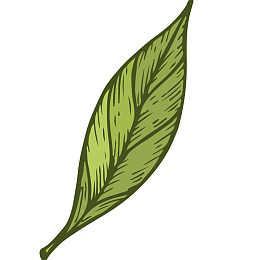 新鲜茶叶矢量插画