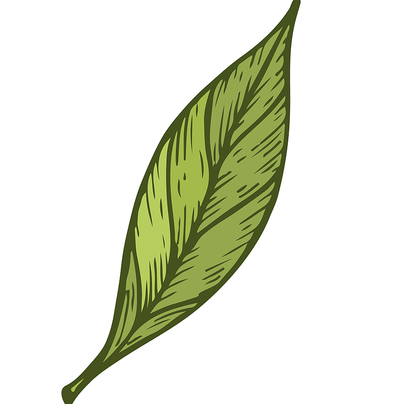 新鲜茶叶矢量插画