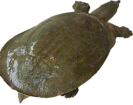 新鲜美味生猛甲鱼