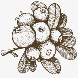 手绘果实免抠png