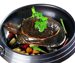 新鲜甲鱼美味佳肴