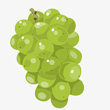 美味的绿色提子手绘图