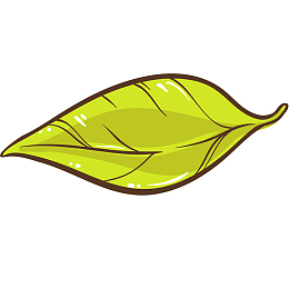 新鲜绿茶茶叶插画