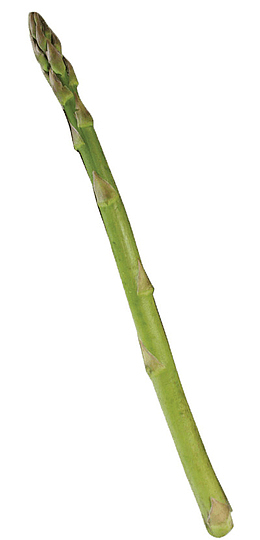 新鲜笋尖免抠素材