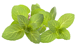 绿色薄荷