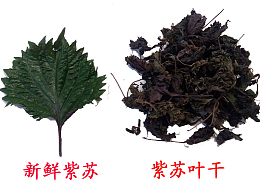 紫苏