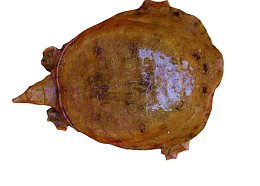 野生甲鱼新鲜美味
