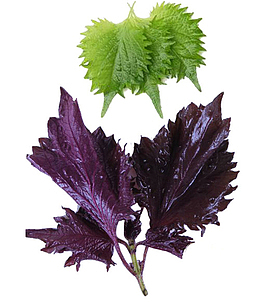 细小茎枝