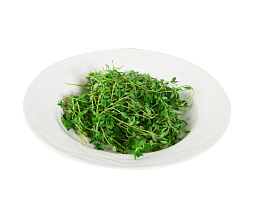 绿叶百里香植物