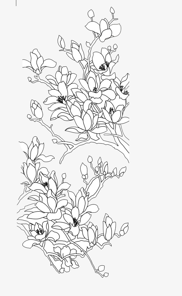 中国风美丽的玉兰花免抠素材免费下载_觅元素51yuansu.com