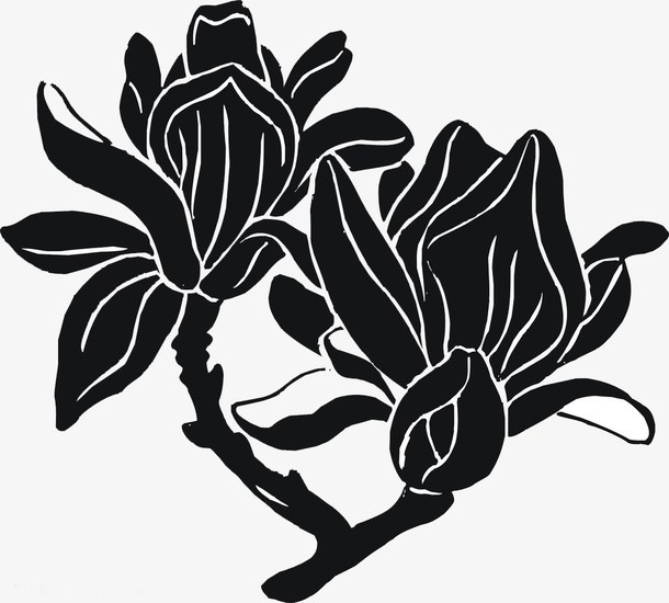 黑色创意美丽玉兰花