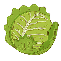 绿色手绘卷心菜食物元素
