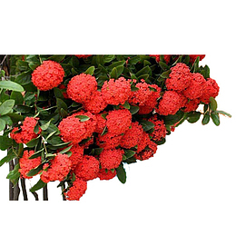 花团锦簇红色绣球花