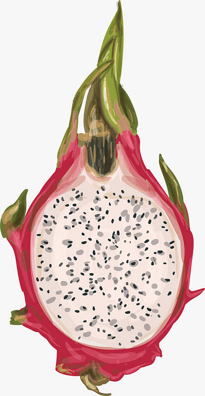 创意水彩火龙果切半插画装饰