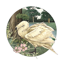 高冷傲慢的丹顶鹤PNG下载