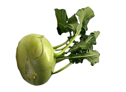 一颗根用芥菜