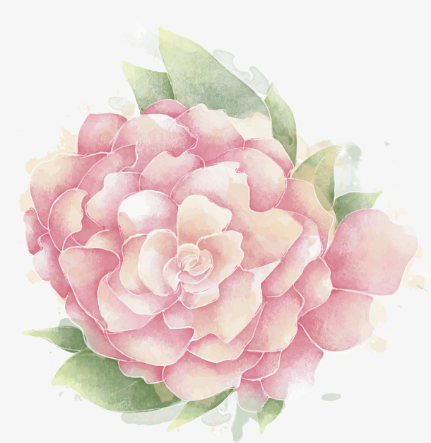 手绘风美丽山茶花