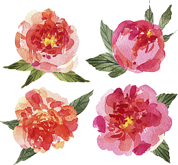 美丽手绘风山茶花