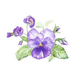 水彩喇叭花