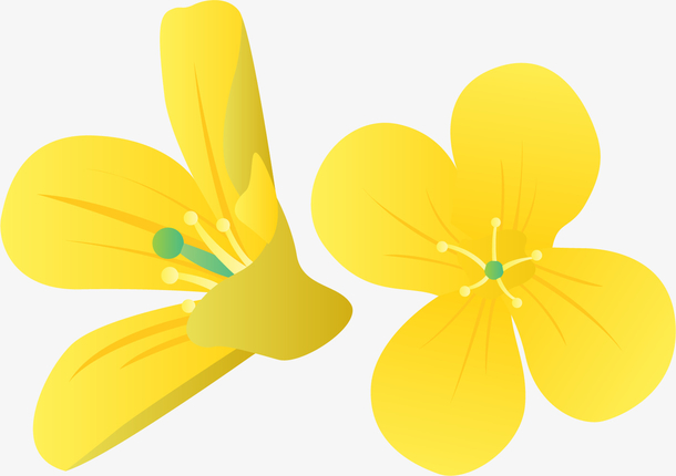 美丽的矢量黄色油菜花