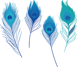 蓝绿色美丽的羽毛