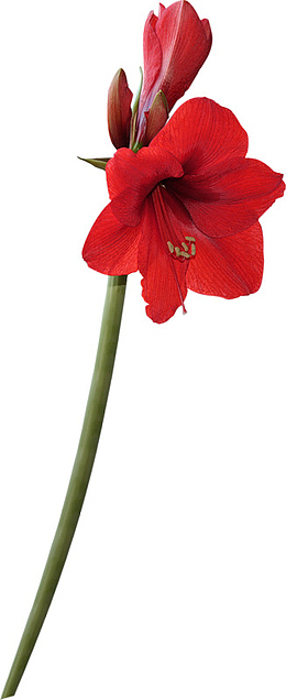 美丽的茑萝花