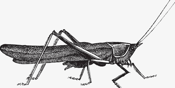 手绘素描螳螂