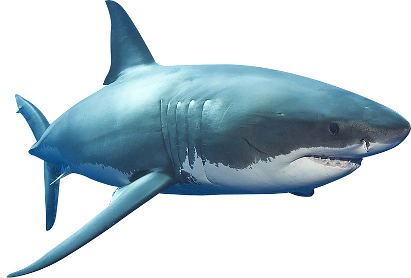 卡通手绘蓝色的鲨鱼