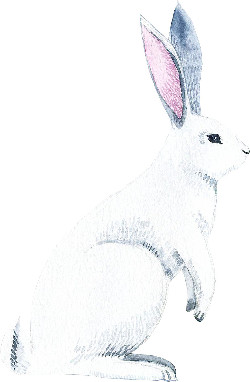 白色的手绘小兔子