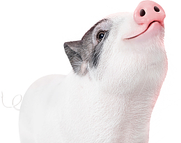 2019猪年新年海报装饰