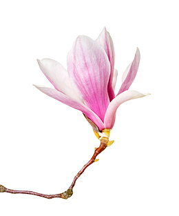 粉红色香味带萌芽的玉兰花瓣实物