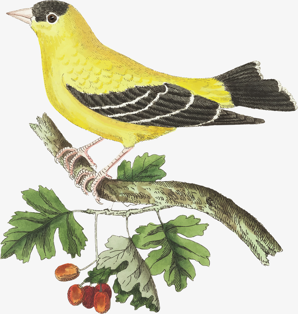 手绘风中国画黄鹂鸟