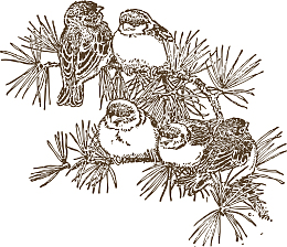 树枝上一群小鸟