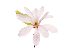 粉红色带香味和一片叶子的玉兰花